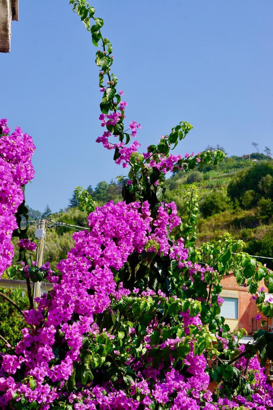 Appartamento Le Conchiglie Monterosso Al Mare Ngoại thất bức ảnh